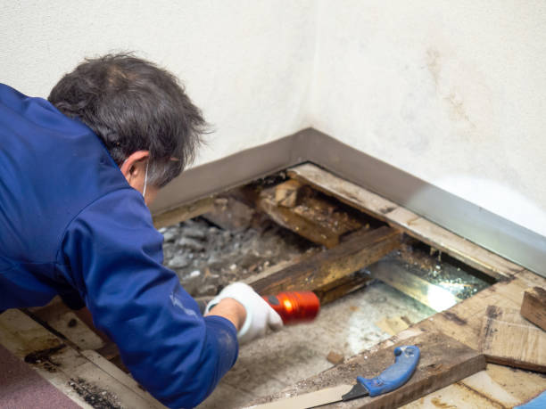 Best Mold Damage Repair  in Parkway, CA