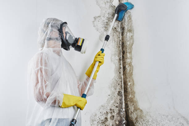 Best Toxic Mold Removal  in Parkway, CA