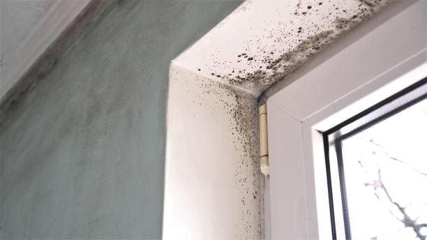 Best Crawl Space Mold Removal  in Parkway, CA