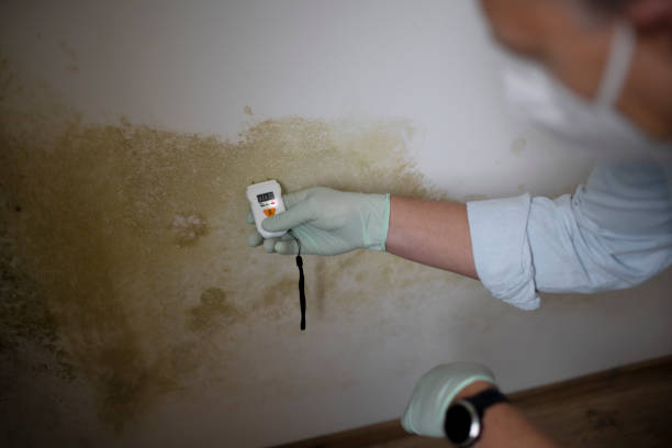 Office Mold Removal Services in Parkway, CA