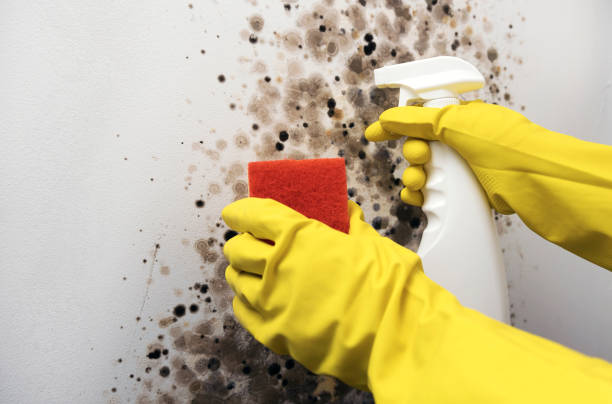 Home Mold Removal in Parkway, CA