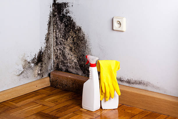 Best Black Mold Removal  in Parkway, CA