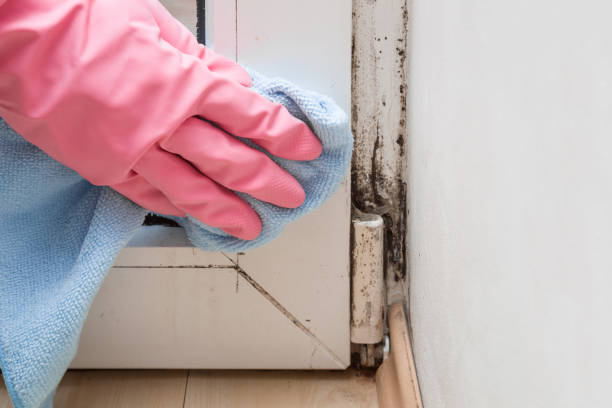 Best Best Mold Removal Companies  in Parkway, CA