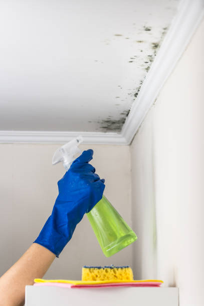 Attic Mold Removal in Parkway, CA